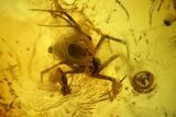 Fossil Fly (Diptera) and a Spider (Araneae) In Baltic Amber #150694-2